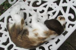 Rachael Lee Goodman Wild Animal Props Lop Eared Rabbit Prop - Special Order