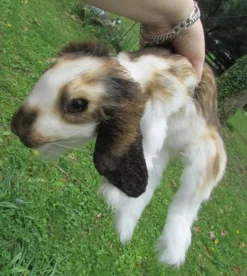 Rachael Lee Goodman Wild Animal Props Lop Eared Rabbit Prop - Special Order