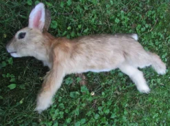 Rachael Lee Goodman Cottontail Rabbit Prop - Special Order Wild Animal Props