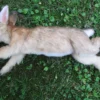 Rachael Lee Goodman Cottontail Rabbit Prop - Special Order Wild Animal Props