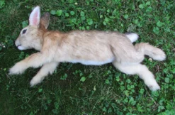 Rachael Lee Goodman Cottontail Rabbit Prop - Special Order Wild Animal Props