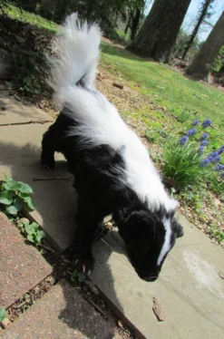 Rachael Lee Goodman Skunk Prop - Special Order