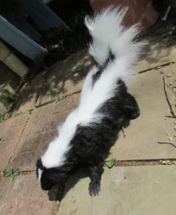 Rachael Lee Goodman Skunk Prop - Special Order