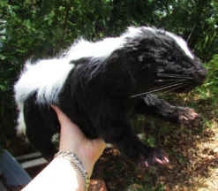 Rachael Lee Goodman Skunk Prop - Special Order