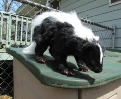 Rachael Lee Goodman Skunk Prop - Special Order