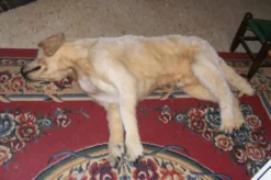 Rachael Lee Goodman Yellow Lab Dog Prop Dog & Cat Props