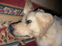 Rachael Lee Goodman Yellow Lab Dog Prop Dog & Cat Props