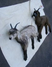 Rachael Lee Goodman Farm Animal Props Realistic Goat Prop - Special Order