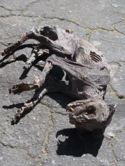 Dapper Cadaver Workshop Deluxe Mummified Cat