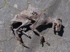 Dapper Cadaver Workshop Deluxe Mummified Cat