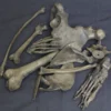 Dapper Cadaver Props Skulls & Skeletons 1 Dozen Assorted Bones Rental - Natural Gray