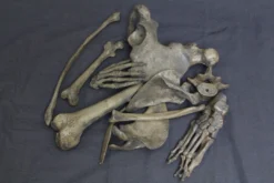 Dapper Cadaver Props Skulls & Skeletons 1 Dozen Assorted Bones Rental - Natural Gray