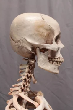 Dapper Cadaver Workshop Academic Skeleton