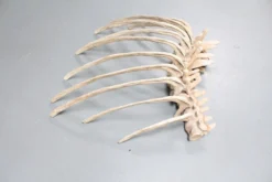 Valley Anatomical Preparations Inc. Dinosaur Props Dinosaur Ribcage Rental