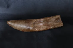 Dapper Cadaver Props Dino Stunt Tooth Rental