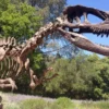 Zigong My Dinosaurs Dinosaur Props 28 FT Tyrannosaurus Skeleton Rental
