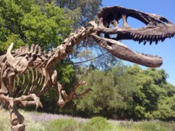 Zigong My Dinosaurs Dinosaur Props 28 FT Tyrannosaurus Skeleton Rental