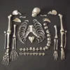 Skeletons And More Medical Disarticulated Skeleton Skeletons, Skulls & Bones
