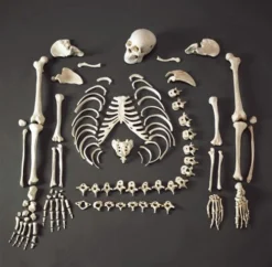 Skeletons And More Medical Disarticulated Skeleton Rental