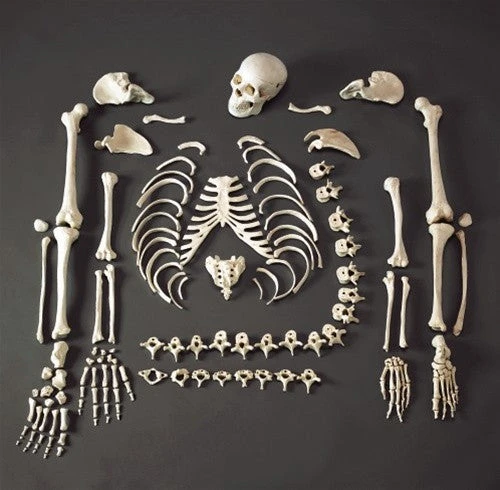 Skeletons And More Medical Disarticulated Skeleton Rental 1 Skeletons And More Medical Disarticulated Skeleton Rental