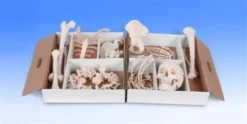 Skeletons And More Medical Disarticulated Skeleton Skeletons, Skulls & Bones