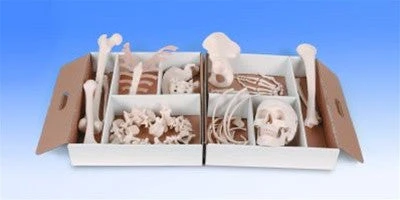 Skeletons And More Medical Disarticulated Skeleton Rental 2 Skeletons And More Medical Disarticulated Skeleton Rental