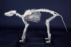 Skeletons And More Large Dog Skeleton