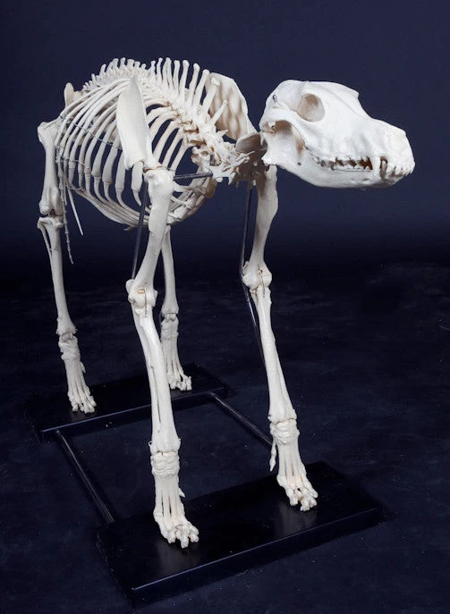 Skeletons And More Large Dog Skeleton 2 Skeletons And More Large Dog Skeleton