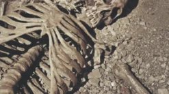 Dapper Cadaver Workshop Skeletons, Skulls & Bones 9 Piece Archeological Skeleton