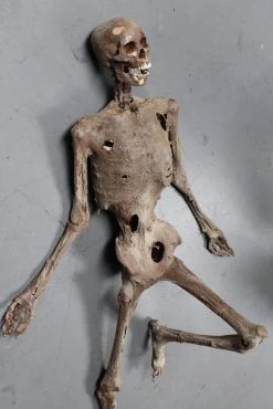 Dapper Cadaver Workshop High Strength Flexible Mummy Prop