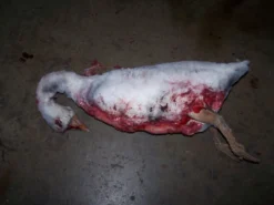 Dapper Cadaver Workshop Dead Farm Goose 7 Dapper Cadaver Workshop Dead Farm Goose