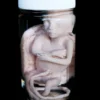 Dapper Cadaver Workshop Fetus Replica At 5 Months In Specimen Jar