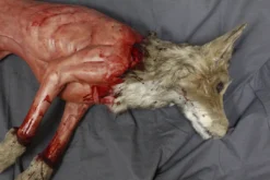 Dapper Cadaver Workshop Field Skinned Coyote