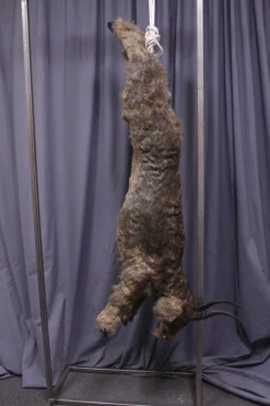 Dapper Cadaver Workshop Sylvia The Goat Cadaver With Fur