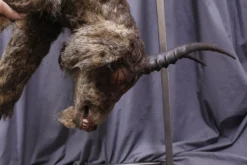 Dapper Cadaver Workshop Sylvia The Goat Cadaver With Fur