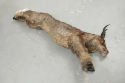 Dapper Cadaver Workshop Sylvia The Goat Cadaver With Fur