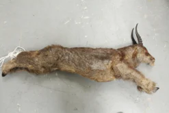 Dapper Cadaver Workshop Sylvia The Goat Cadaver With Fur