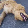 Rachael Lee Goodman Golden Retriever Dog Prop Rental
