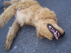 Rachael Lee Goodman Golden Retriever Dog Prop Rental