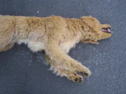 Rachael Lee Goodman Golden Retriever Dog Prop Rental