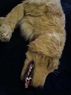 Rachael Lee Goodman Golden Retriever Dog Prop Rental