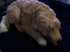 Rachael Lee Goodman Golden Retriever Dog Prop Rental