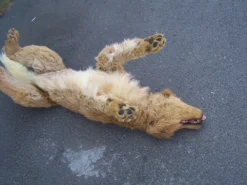 Rachael Lee Goodman Golden Retriever Dog Prop Rental