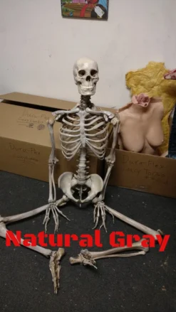 Dapper Cadaver Workshop Academic Skeleton