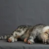 Rachael Lee Goodman Animal Props Resting Gray Tabby Cat Prop Rental