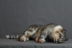 Rachael Lee Goodman Animal Props Resting Gray Tabby Cat Prop Rental