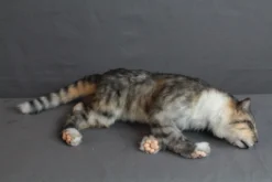 Rachael Lee Goodman Animal Props Resting Gray Tabby Cat Prop Rental