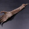 Dapper Cadaver Workshop New Haunt Props Mummified Hand Of Glory