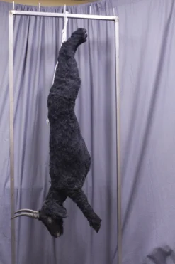 Dapper Cadaver Workshop Farm Animal Props Black Goat Cadaver With Fur