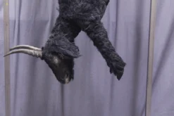 Dapper Cadaver Workshop Farm Animal Props Black Goat Cadaver With Fur